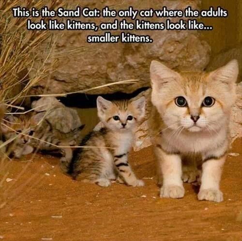 sand cats