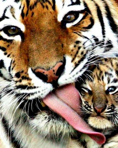 tiger mum larger
