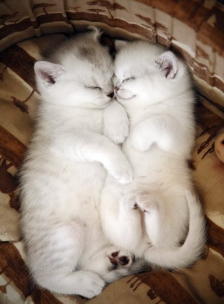 white kitten pair
