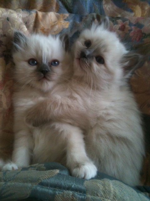 2 kitties