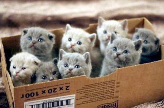 Box o' cats