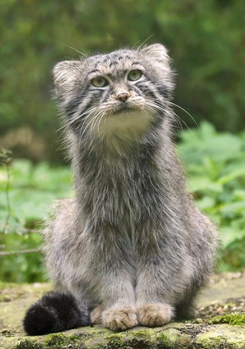 Manul, a cat from central Asia