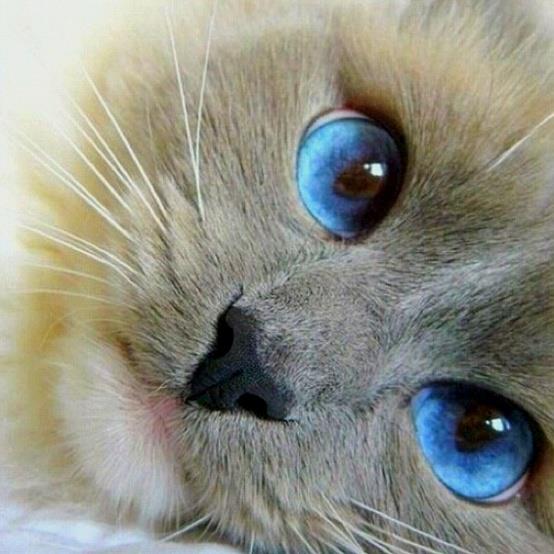 Those are amazing eyes - what a kitty!