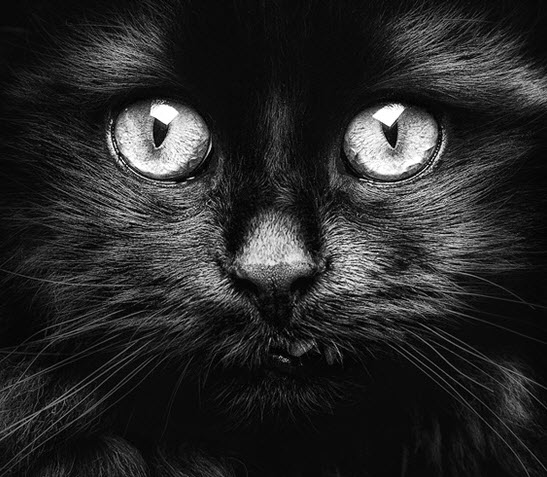 amazing black cat face