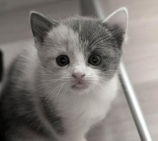 black and white photo kitten tongue