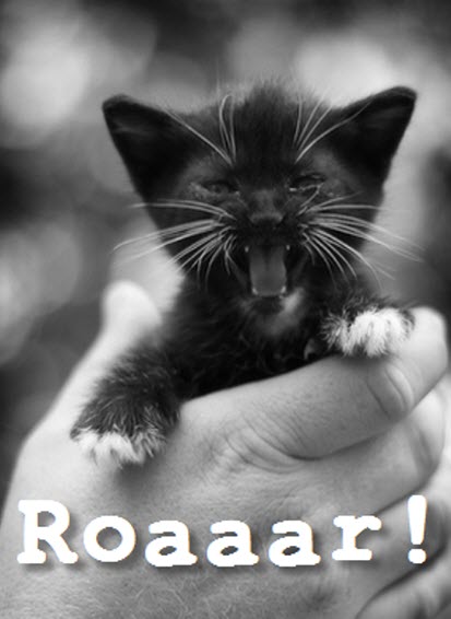 black kitten roar