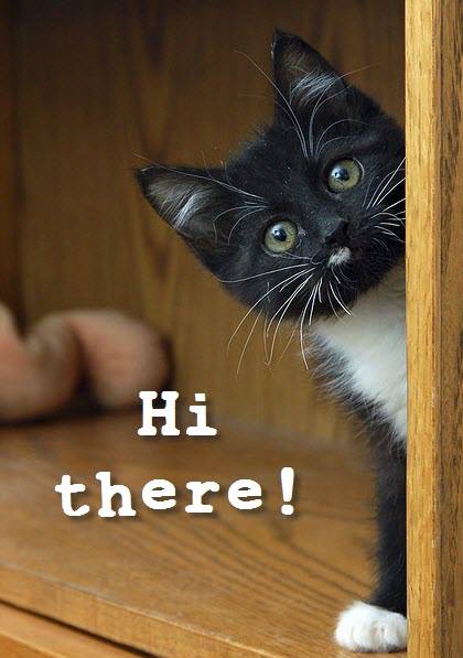 black kitten says hi
