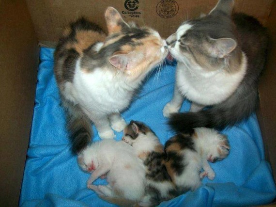 cat family 1
