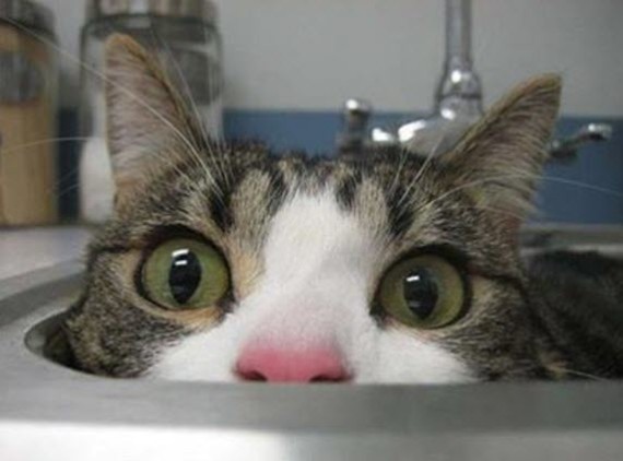 cat in sink close