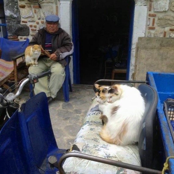 cats in greece