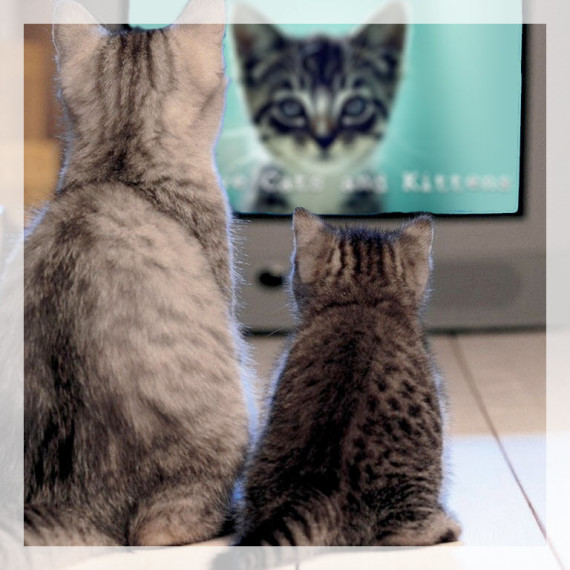 cats-watching-TV