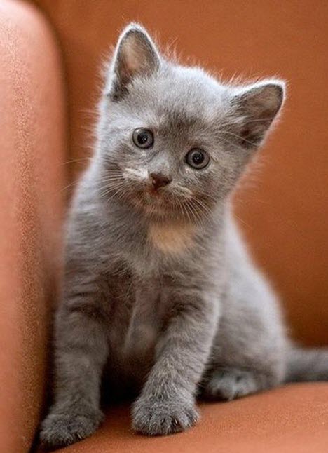 cute grey kitten 2