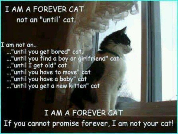 forever cat