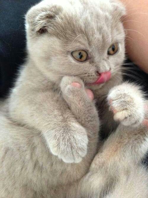 grey kitten tongue
