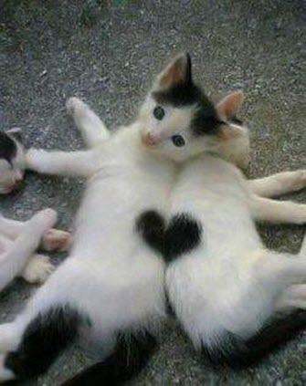 2 cats one heart
