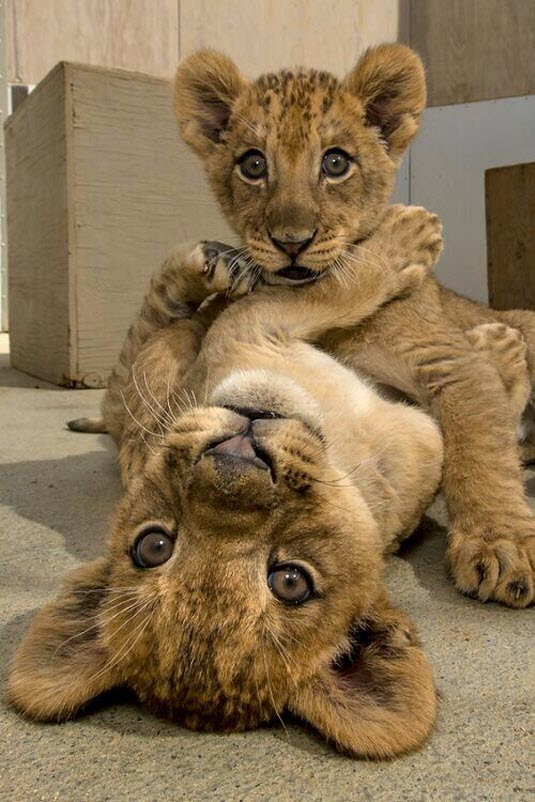 2 cubs playing