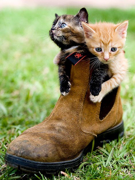 2 puss in boots