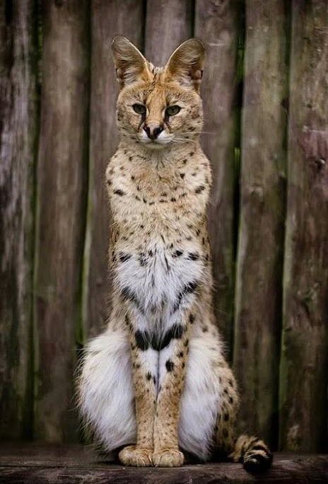 Beautiful Serval cat!