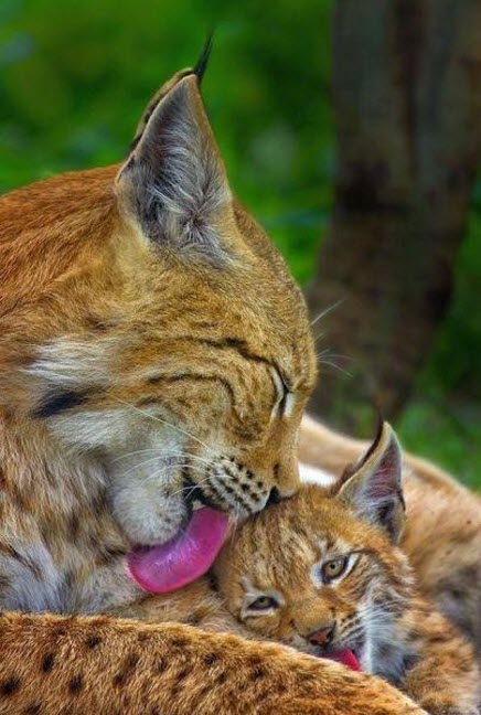 Mama Lynx & Her Baby