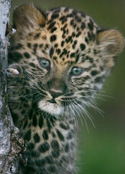 Rare Amur Leopard Cub