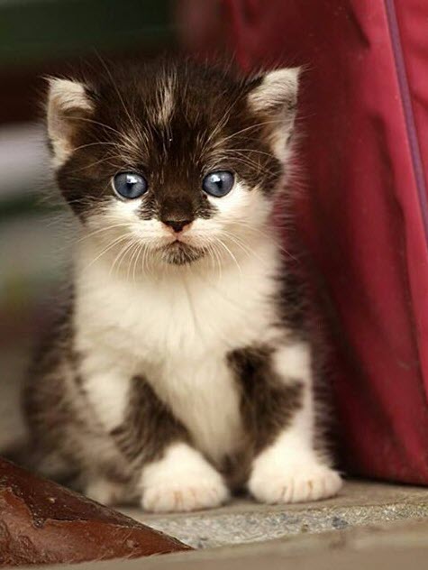 black and white kitten