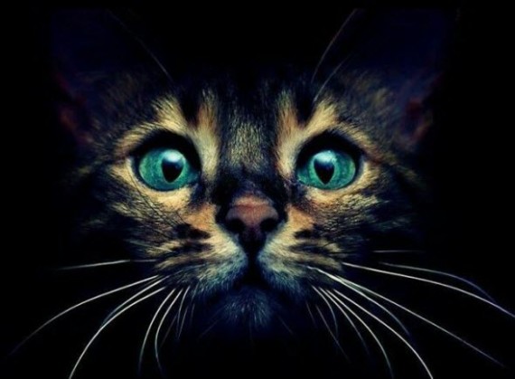 blue eyes in the dark kitten