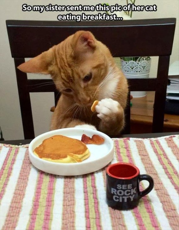 breakfast cat