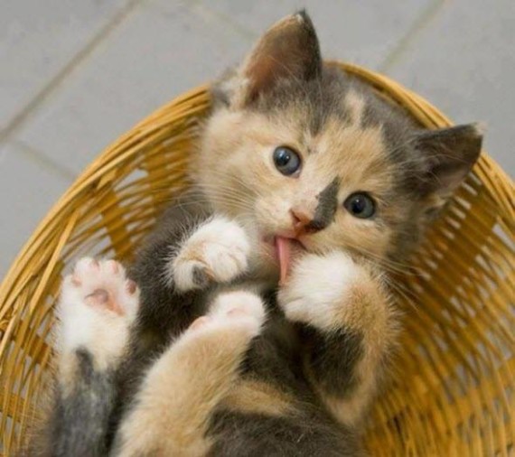 calico in basket