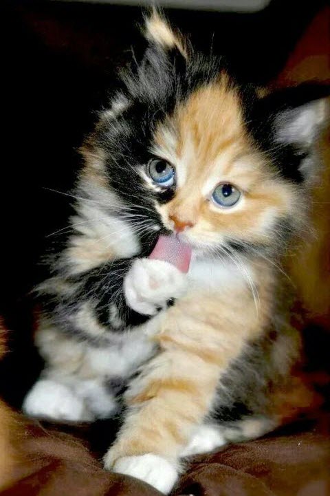 calico with tongue