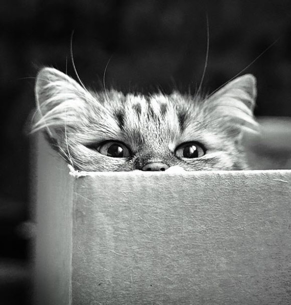 cat in box bw