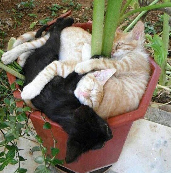 cat plants