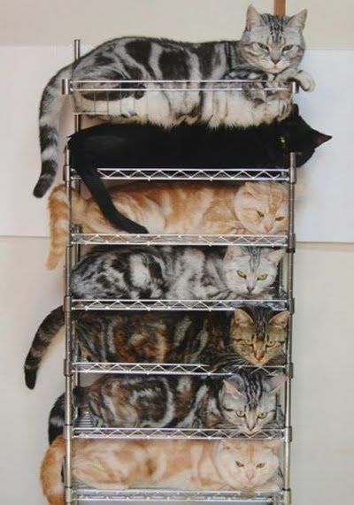 cat stack