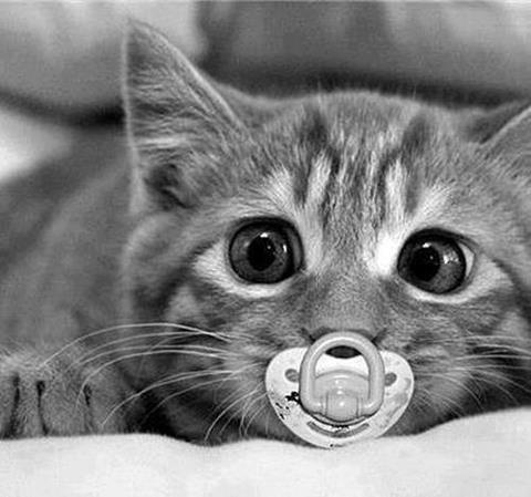 cat with dummy