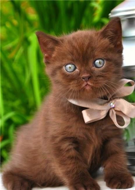 chocolate colour kitty