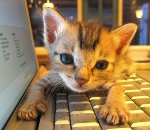 computer kitty