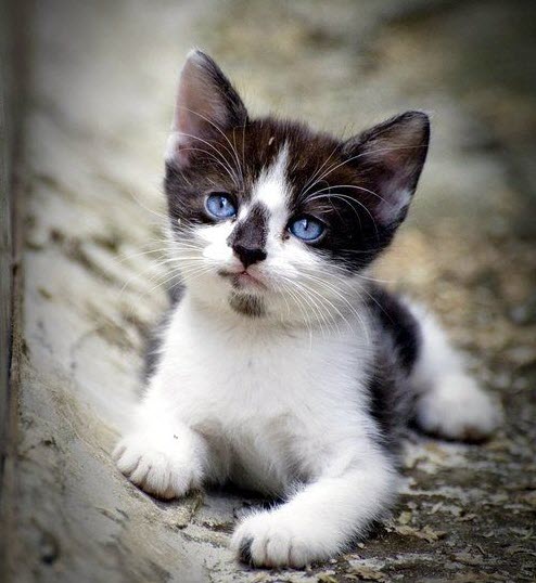 cute black and white kitten