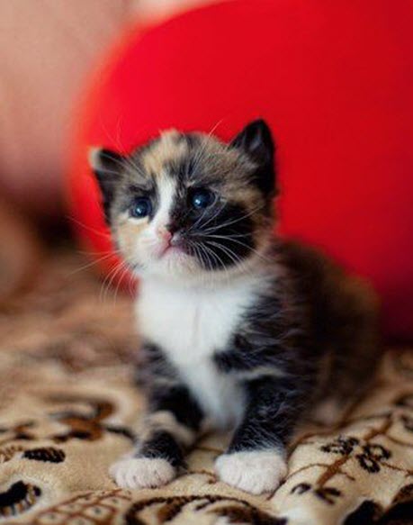 cute kitten 3