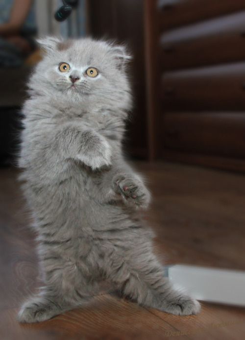 dancing kitty