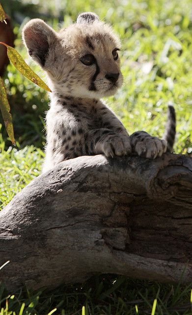 fuzzy baby cheetah
