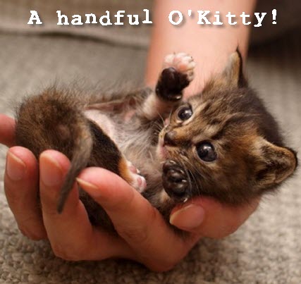handful o kitty 2