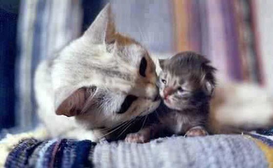 kiss kitten