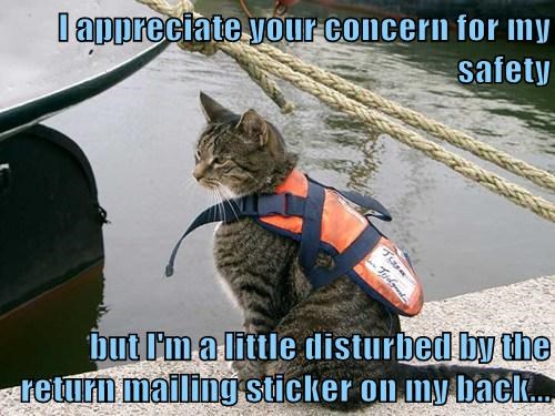 life jacket cat