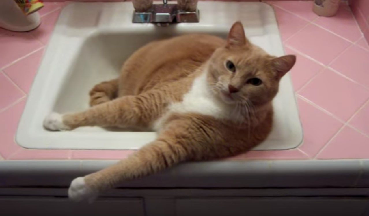 Кот в ванне говорит нормально. Cat talk. Кот который говорит нормально видео в ванной. Talking Sink.