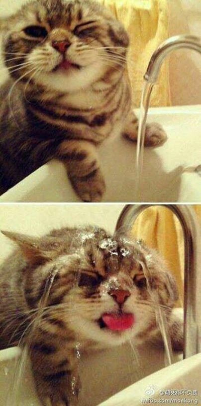 thirsty cat