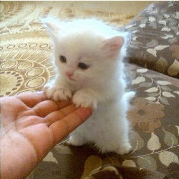 tiny white halo kitty