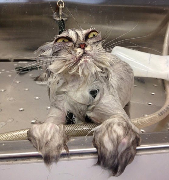 15 Hilarious Pictures Of Wet Cats 15 Hilarious Pictures Of Wet Cats