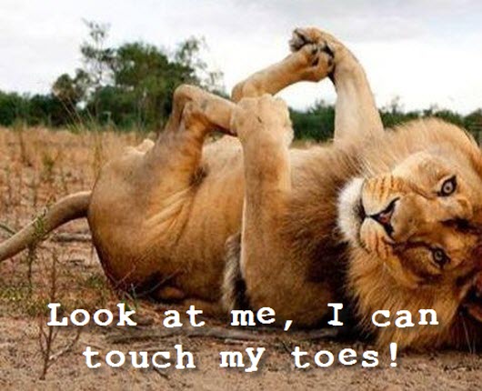 touch toes lion