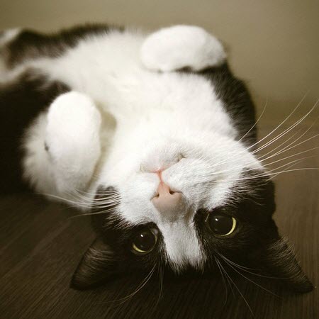 upside down black white cat