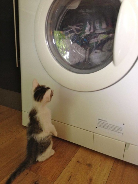 washing machine kitten