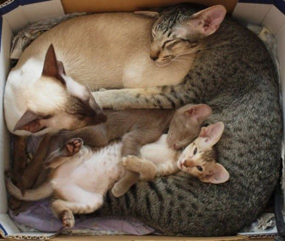 Abyssinian Family